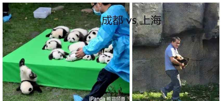 上海动物园有熊猫吗 十年内养死5只大熊猫！上海野生动物园，请放过剩下还在你们那里的熊猫宝贝好吗？