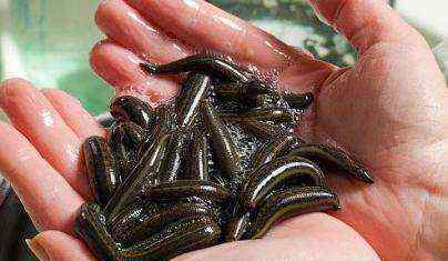 河蚌怎么杀 河蟹体内的蚂蟥怎么杀掉？如何去除河蚌体内蚂蟥等微生物