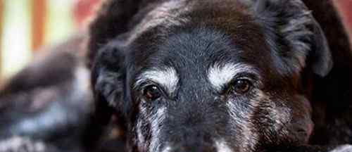 什么狗寿命最长前30名 世界最老寿命最长的狗狗辞世