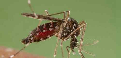 金腹巨蚊 世界上最大的蚊子有多大