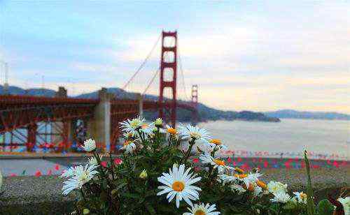 旧金山大桥 金门大桥为什么是红色的？在金门大桥跳桥自杀很多真的吗