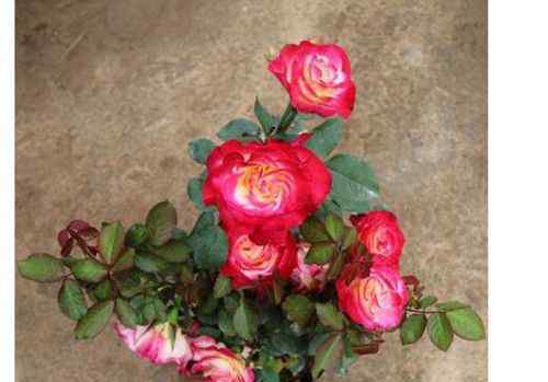 世上最美的玫瑰花 世界上最美的玫瑰花排名
