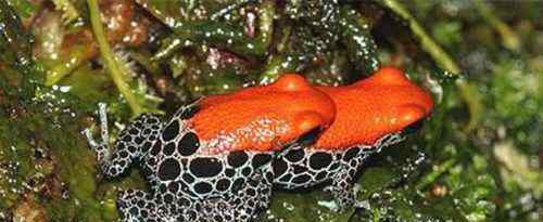 箭毒蛙的天敌 最毒物种之一南美箭毒蛙的天敌是什么