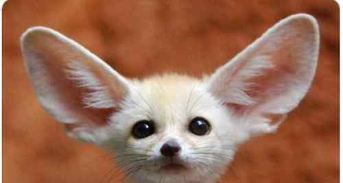 大耳狐 世界上耳朵最大的狐狸