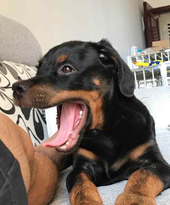 罗纳威 罗威纳犬是烈性猛犬禁养吗，它的咬合力怎么样