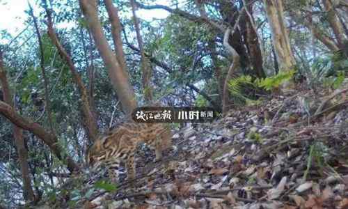 杭州转塘山林疑有豹子出没 当地多部门正组织搜寻 到底什么情况呢？