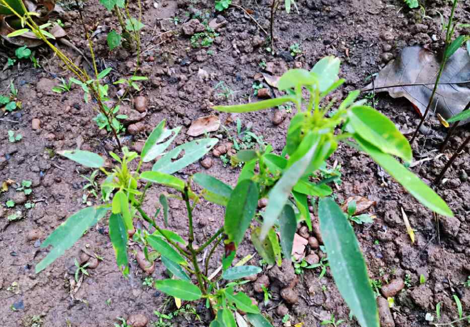 跳舞草 跳舞草多少钱一株，跳舞草有没有毒？