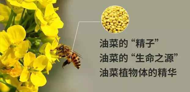 油菜花粉对性功能 “前列腺克星”的油菜花粉，为什么这么有效？