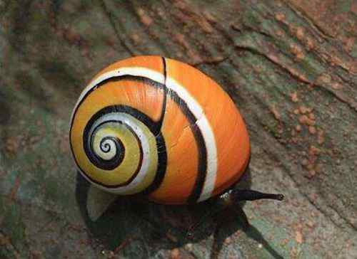 彩色蜗牛 世界上最漂亮的彩色蜗牛