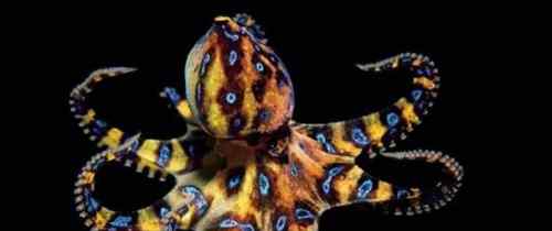 蓝环章鱼 海底最毒章鱼蓝环章鱼