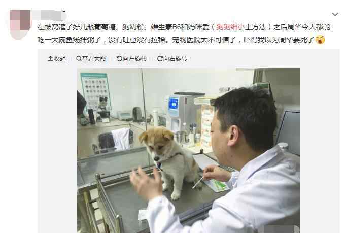 犬细小 狗狗得细小能自愈吗，得细小的狗死前状态图