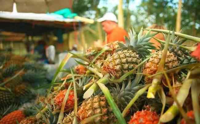 泰国一菠萝加工厂暴发聚集性感染事件 还原事发经过及背后原因！