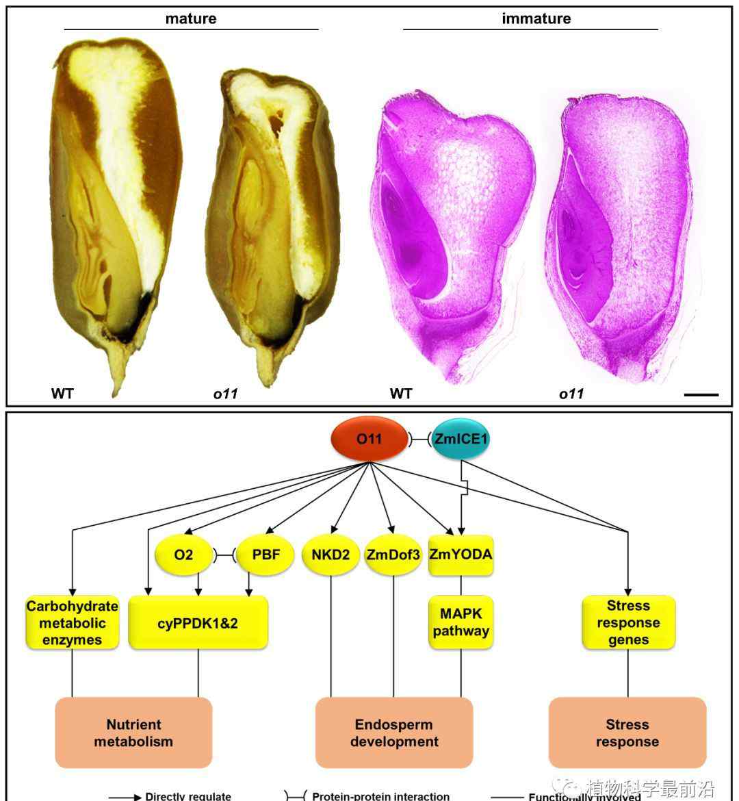 胚乳 Plant Cell|宋任涛课题组揭示玉米胚乳发育和代谢的基因调控网络