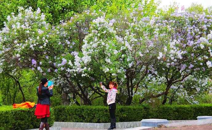 丁香花五月 五月冰城，满城竞放丁香花