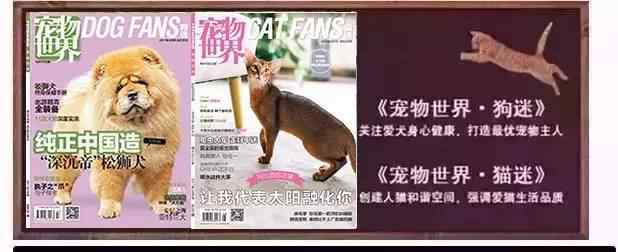 荷兰毛狮犬 狐狸面相，松狮体型，它就是——荷兰毛狮犬！｜真狗秀