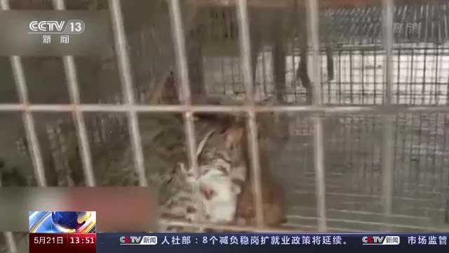 河南一养殖场现近百只豹猫森林警察介入调查 到底是什么状况？