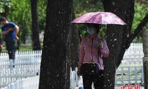 杨柳絮漫天飞 专家支招如何防范＂四月雪＂?