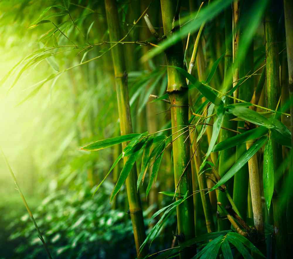 竹子的用途 竹子有你不得不知道的五个用途
