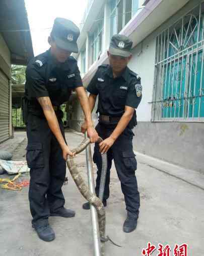 2米长巨型眼镜王蛇闯入一中学 对教师＂穷追不舍