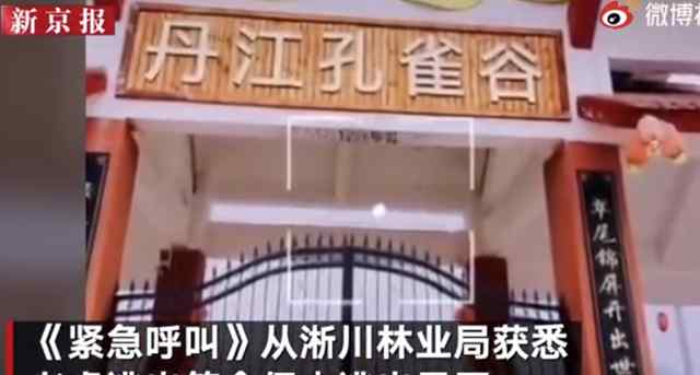 两只老虎出逃咬死饲养员均被击毙 抓捕困难 避免再次伤人 究竟发生了什么?