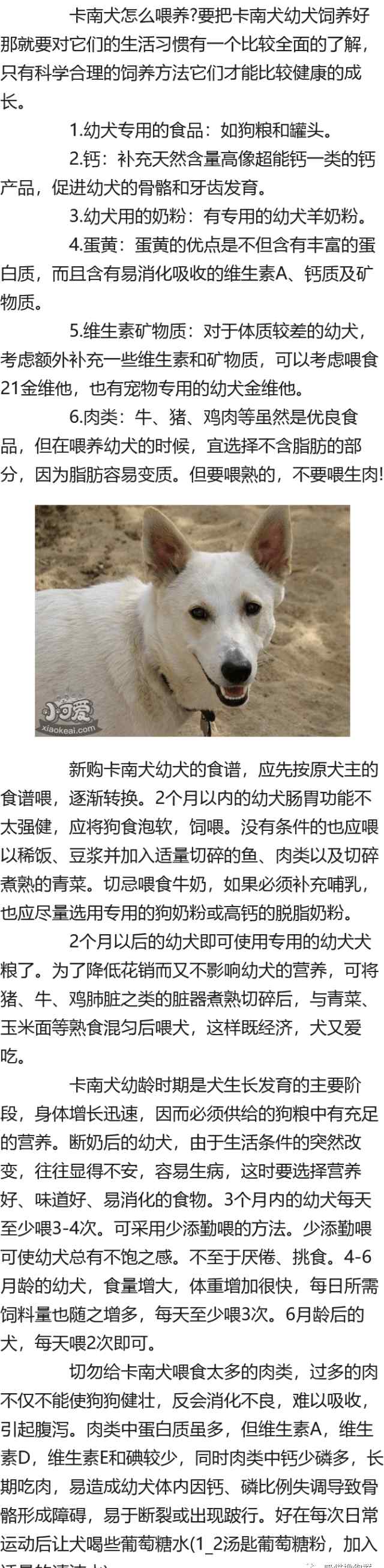 卡南犬 卡南犬怎么喂养 卡南犬喂养要点