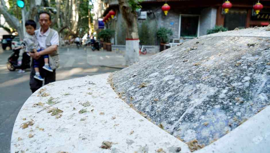 郑州现“天屎”之路 树下鸟粪泄如雨