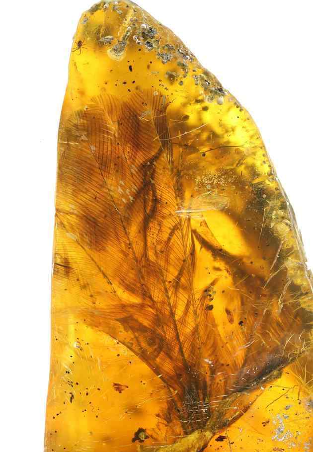 琥珀中首次发现雏鸟化石 金黄鸟足醒目