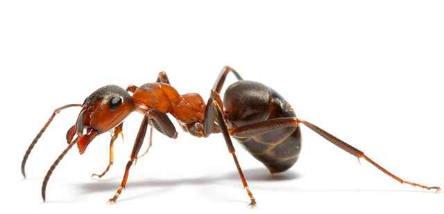 如何灭蚂蚁 灭蚂蚁简单有效的方法？