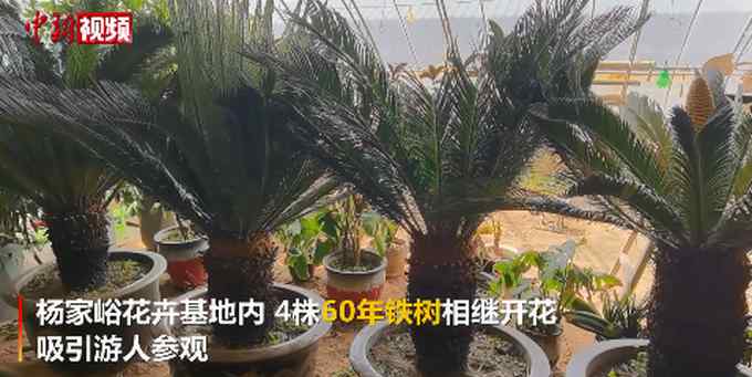 4株60年铁树组团开花！网友：铁树都开花了 而我……