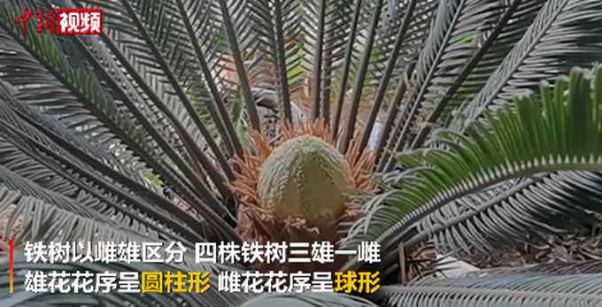 4株60年铁树组团开花！网友：铁树都开花了 而我……