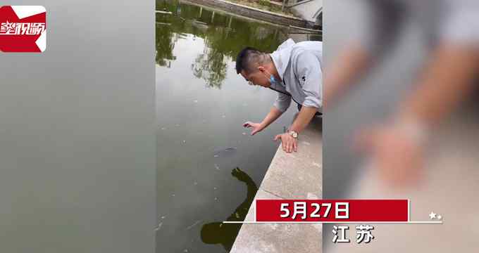 男子徒手水中抓鱼 鱼一动不动等待"被捕" 网友:这鱼吃了影响智商