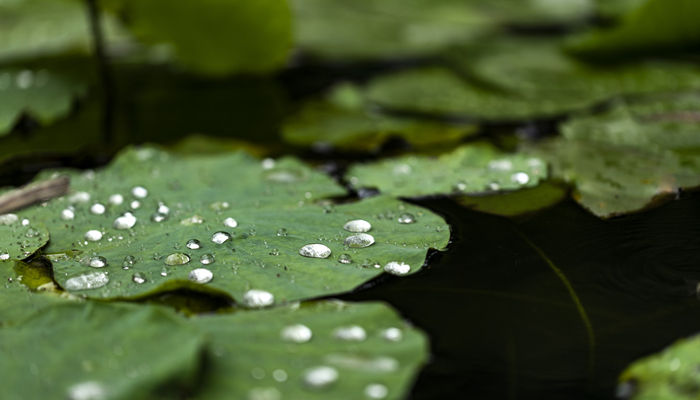 寒露是什么季节的节气 寒露属于什么季节的节气