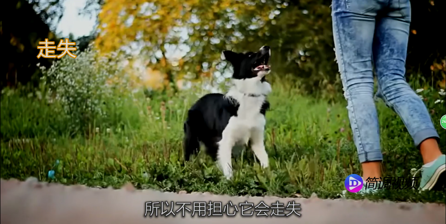 边境牧羊犬性格 边境牧羊犬性格怎样