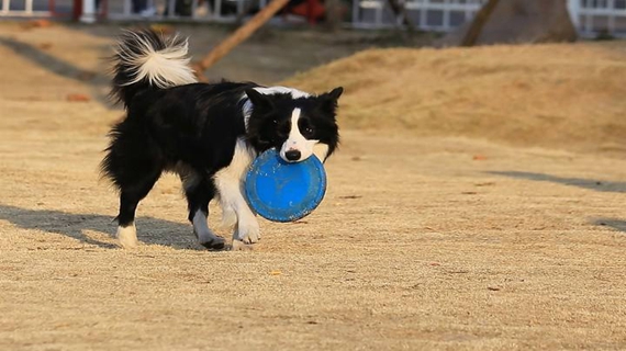 边境牧羊犬性格 边境牧羊犬性格怎样