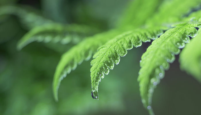 白露是什么季节 白露是什么季节的