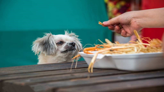 博美犬吃什么 博美犬吃什么比较好