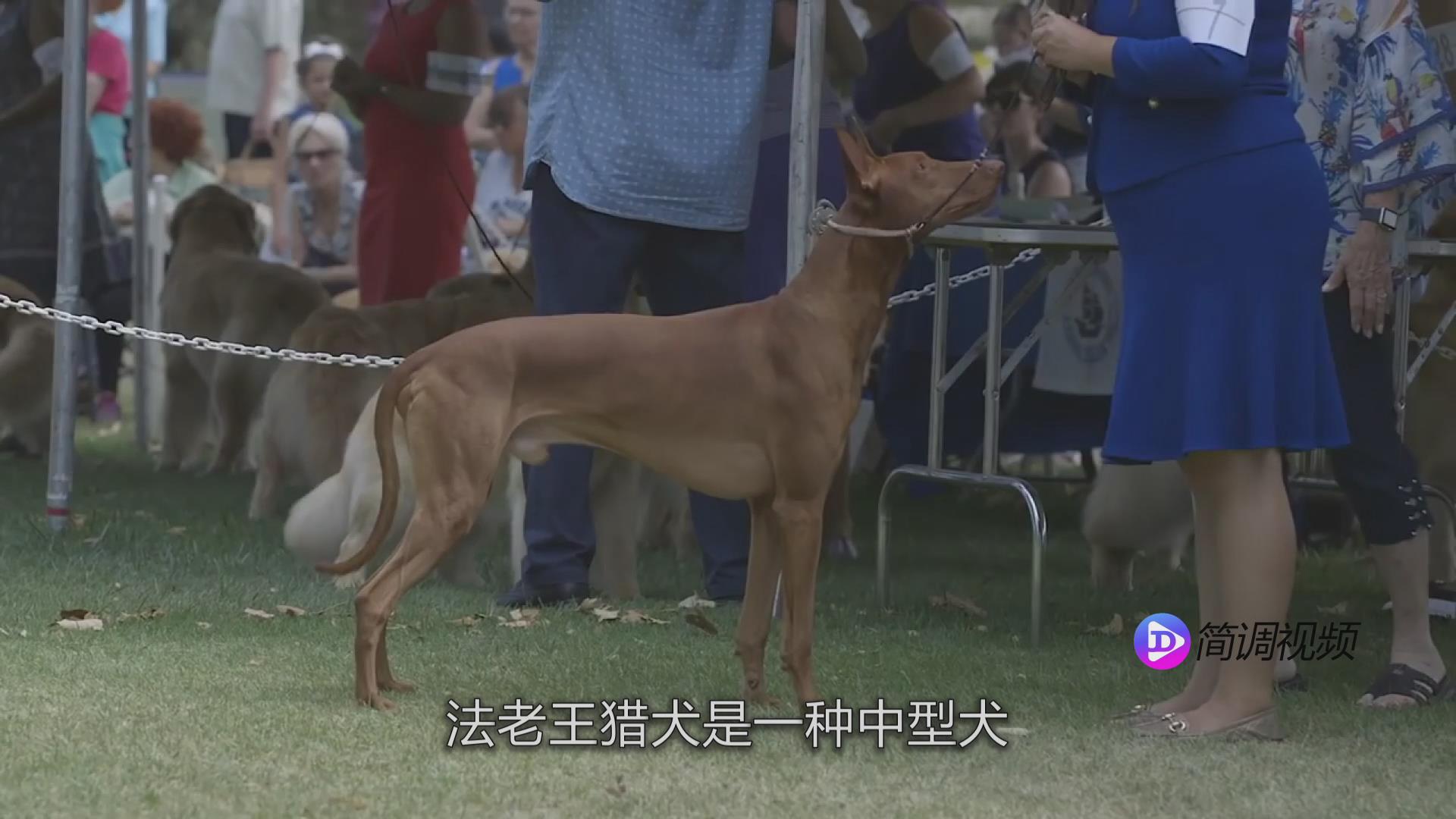 法老王猎犬 法老王猎犬品种