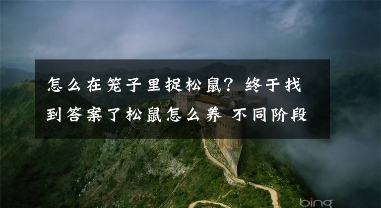 怎么在笼子里捉松鼠？终于找到答案了松鼠怎么养 不同阶段松鼠的饲养方法文章配图