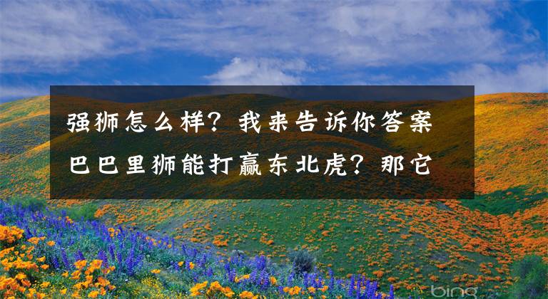 强狮怎么样？我来告诉你答案巴巴里狮能打赢东北虎？那它的厉害之处在哪里？文章配图
