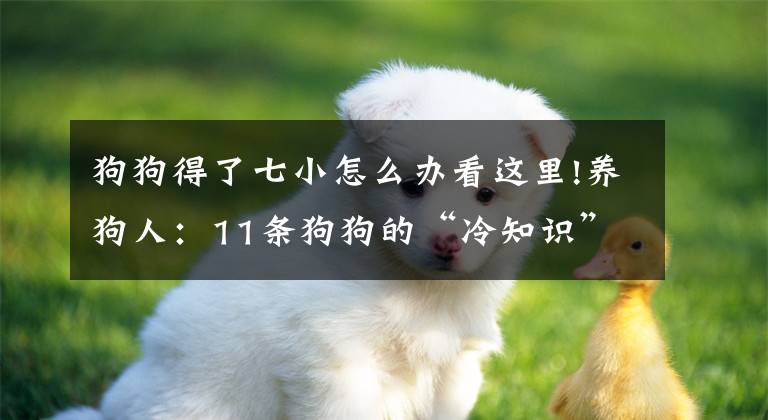 狗狗得了七小怎么办看这里!养狗人：11条狗狗的“冷知识”，你未必全知道文章配图