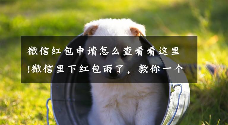 微信红包申请怎么查看看这里!微信里下红包雨了，教你一个超实用的方法，快速找到未领完的红包文章配图