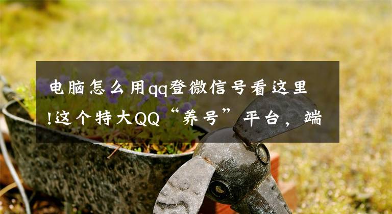电脑怎么用qq登微信号看这里!这个特大QQ“养号”平台，端了文章配图