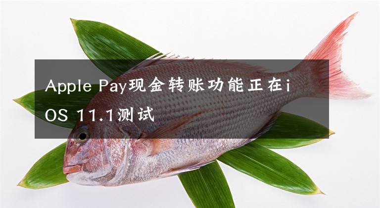 Apple Pay现金转账功能正在iOS 11.1测试文章配图