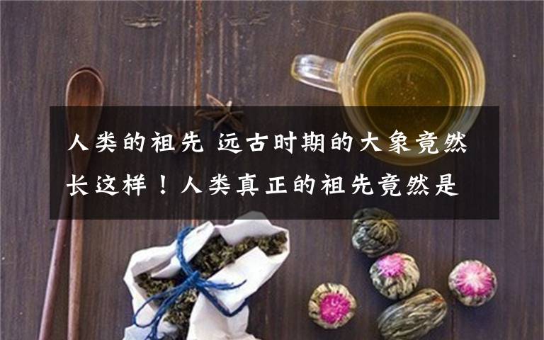 人类的祖先 远古时期的大象竟然长这样！人类真正的祖先竟然是它？