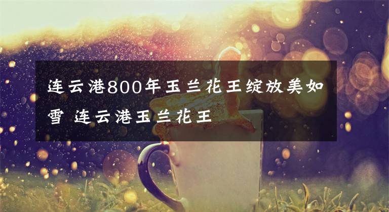 连云港800年玉兰花王绽放美如雪 连云港玉兰花王文章配图