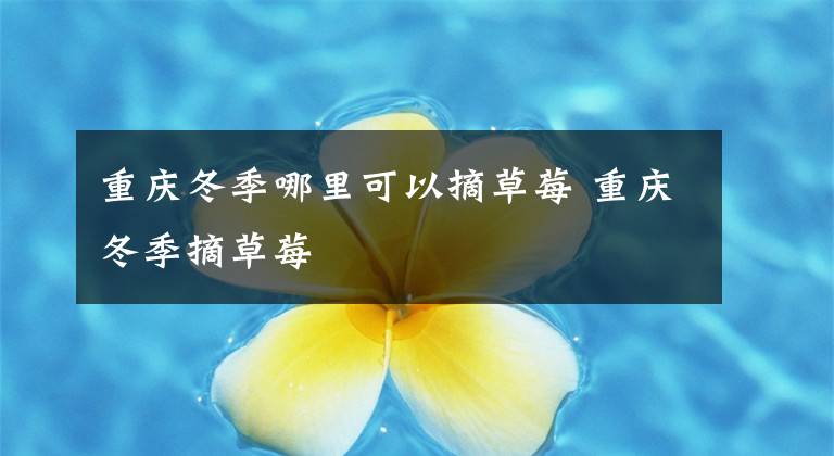 重庆冬季哪里可以摘草莓 重庆冬季摘草莓文章配图