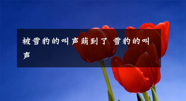 被雪豹的叫声萌到了 雪豹的叫声文章配图