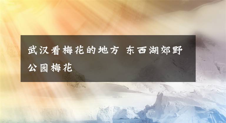 武汉看梅花的地方 东西湖郊野公园梅花