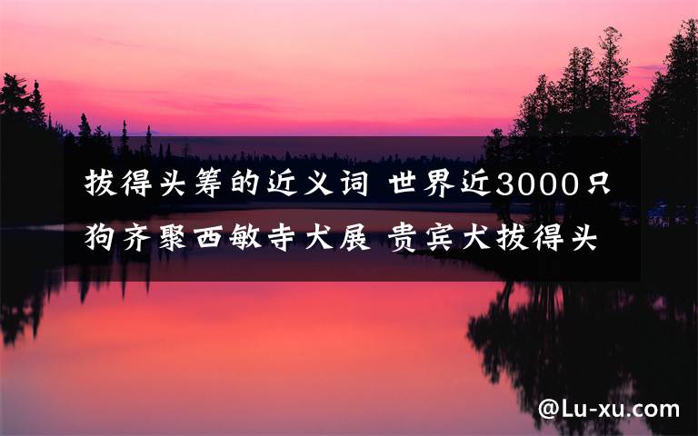拔得头筹的近义词 世界近3000只狗齐聚西敏寺犬展 贵宾犬拔得头筹文章配图