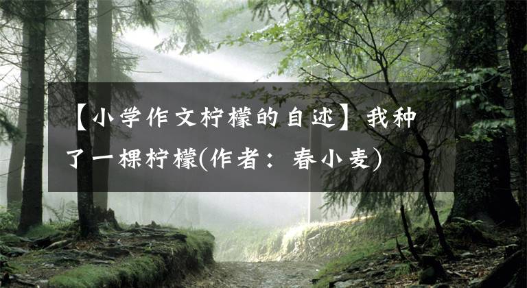 【小学作文柠檬的自述】我种了一棵柠檬(作者：春小麦)文章配图